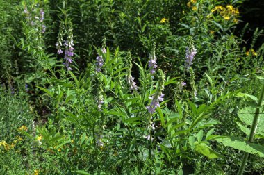 Çiçekler açan Galega ofisleri, Keçi sokağı. İlaç bitkisi yetiştiriciliği. Galega officinalis yaygın olarak Fransız leylağı ya da İtalyan fitch olarak bilinir. Faboideae alt familyasından bir bitkisel bitki.