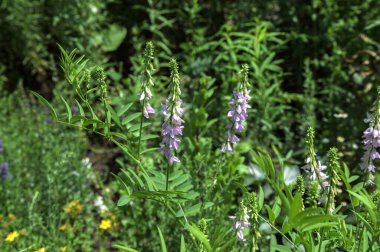 Çiçekler açan Galega ofisleri, Keçi sokağı. İlaç bitkisi yetiştiriciliği. Galega officinalis yaygın olarak Fransız leylağı ya da İtalyan fitch olarak bilinir. Faboideae alt familyasından bir bitkisel bitki.