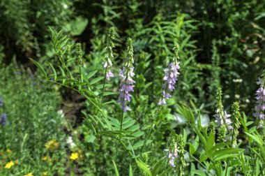 Çiçekler açan Galega ofisleri, Keçi sokağı. İlaç bitkisi yetiştiriciliği. Galega officinalis yaygın olarak Fransız leylağı ya da İtalyan fitch olarak bilinir. Faboideae alt familyasından bir bitkisel bitki.
