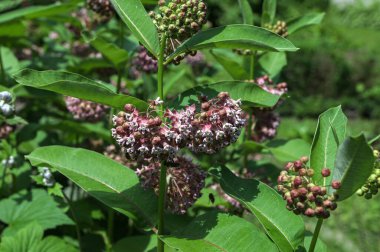 Asclepias syriaca . Milkweed American is a genus of herbaceous, perennial, flowering plants known as milkweeds.