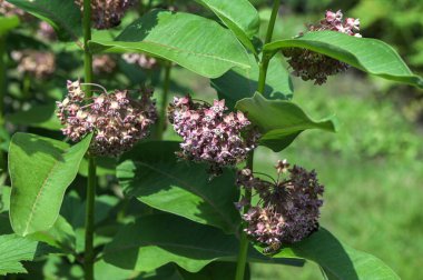 Asclepias syriaca . Milkweed American is a genus of herbaceous, perennial, flowering plants known as milkweeds.