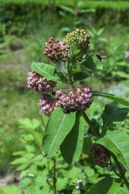 Asclepias syriaca . Milkweed American is a genus of herbaceous, perennial, flowering plants known as milkweeds.