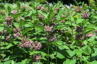 Asclepias syriaca . Milkweed American is a genus of herbaceous, perennial, flowering plants known as milkweeds.