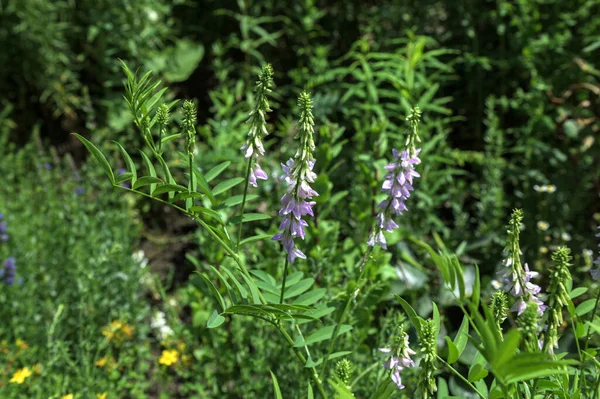 花の花 オフィニナリス ゴートール 薬用ハーブ農業製品 一般的にフランスのライラックまたはイタリアとして知られているガレガオフィニナリスは ファブアイデアのサブファミリーの草原植物にフィッチ — ストック写真
