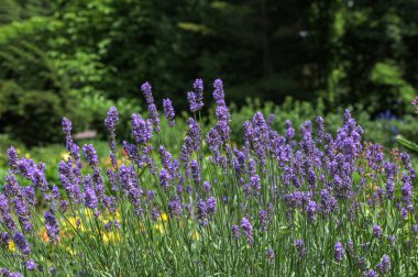 Lavendel Lavandula angustifolia.Mor Lavanta tarlaları Bulanık Çayıra Karşı Mor Lavanta Çiçekleri.