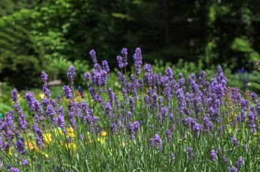 Lavendel Lavandula angustifolia.Mor Lavanta tarlaları Bulanık Çayıra Karşı Mor Lavanta Çiçekleri.