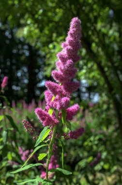 Gül filizi, Spiraea douglasii, pembe çiçekli bitkinin yakın çekimi. Gülçiçeği familyasından yüksek açı manzaralı melez steplebush douglass spirea konisi.