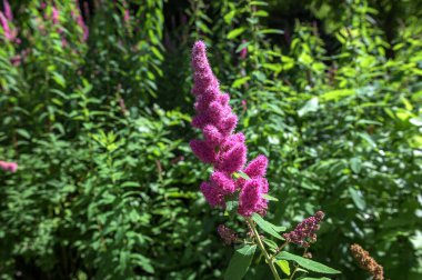 Gül filizi, Spiraea douglasii, pembe çiçekli bitkinin yakın çekimi. Gülçiçeği familyasından yüksek açı manzaralı melez steplebush douglass spirea konisi.