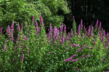 Gül filizi, Spiraea douglasii, pembe çiçekli bitkinin yakın çekimi. Gülçiçeği familyasından yüksek açı manzaralı melez steplebush douglass spirea konisi.