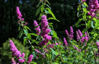 Gül filizi, Spiraea douglasii, pembe çiçekli bitkinin yakın çekimi. Gülçiçeği familyasından yüksek açı manzaralı melez steplebush douglass spirea konisi.