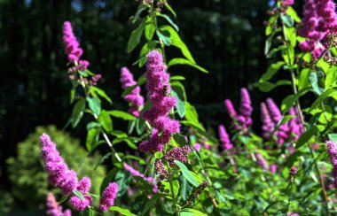 Gül filizi, Spiraea douglasii, pembe çiçekli bitkinin yakın çekimi. Gülçiçeği familyasından yüksek açı manzaralı melez steplebush douglass spirea konisi.