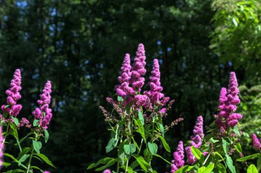 Gül filizi, Spiraea douglasii, pembe çiçekli bitkinin yakın çekimi. Gülçiçeği familyasından yüksek açı manzaralı melez steplebush douglass spirea konisi.