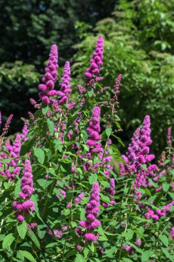 Gül filizi, Spiraea douglasii, pembe çiçekli bitkinin yakın çekimi. Gülçiçeği familyasından yüksek açı manzaralı melez steplebush douglass spirea konisi.