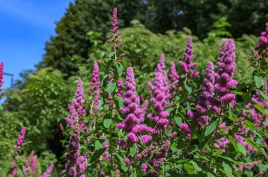Gül filizi, Spiraea douglasii, pembe çiçekli bitkinin yakın çekimi. Gülçiçeği familyasından yüksek açı manzaralı melez steplebush douglass spirea konisi.