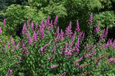 Gül filizi, Spiraea douglasii, pembe çiçekli bitkinin yakın çekimi. Gülçiçeği familyasından yüksek açı manzaralı melez steplebush douglass spirea konisi.