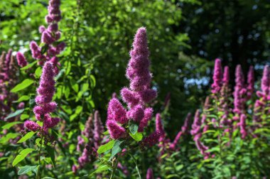 Gül filizi, Spiraea douglasii, pembe çiçekli bitkinin yakın çekimi. Gülçiçeği familyasından yüksek açı manzaralı melez steplebush douglass spirea konisi.