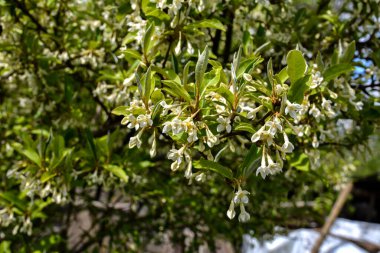 Çiçek açan küçük çiçekler, çiçek yapraklarının arka planında, gumi. Çiçek açan kiraz ağacı elaeagnus çalılığı (Elaeagnus multiflora)