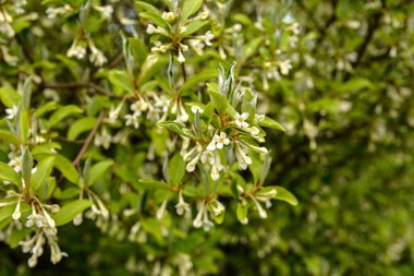 Çiçek açan küçük çiçekler, çiçek yapraklarının arka planında, gumi. Çiçek açan kiraz ağacı elaeagnus çalılığı (Elaeagnus multiflora)