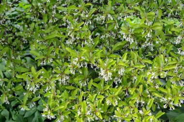 Çiçek açan küçük çiçekler, çiçek yapraklarının arka planında, gumi. Çiçek açan kiraz ağacı elaeagnus çalılığı (Elaeagnus multiflora)