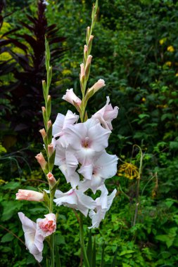 Güzel mor gladiolus, mor gladiolus 'un güzel çiçeği, mor gladyatör yaz mevsiminde çiçek açar.