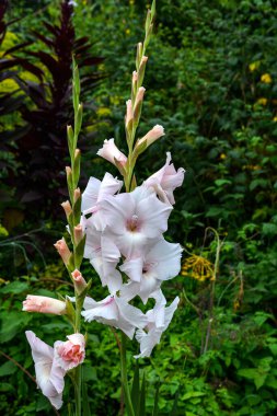 Güzel mor gladiolus, mor gladiolus 'un güzel çiçeği, mor gladyatör yaz mevsiminde çiçek açar.