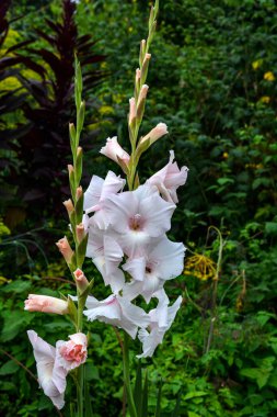 Güzel mor gladiolus, mor gladiolus 'un güzel çiçeği, mor gladyatör yaz mevsiminde çiçek açar.