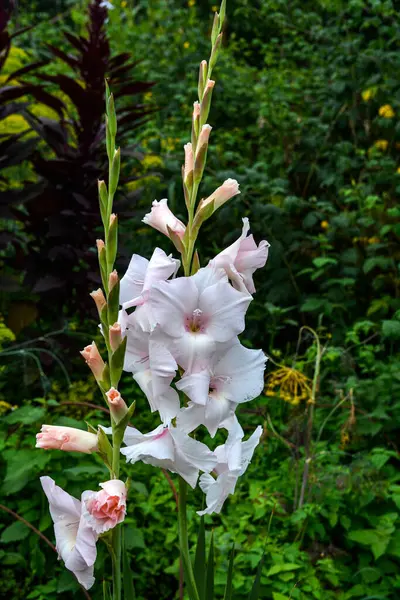 Gladiolus Branco Bloom Beautiful Gladiolus Roxo Uma Bela Flor Gladiolus — Fotografia de Stock