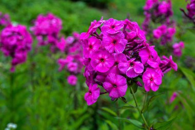 Bahçedeki fenox çiçekleri. Güzel pembe, Phlox 'un yaz çiçekleri. Yağmurlu havalarda bahçede mor feniklerin çiçek açan dalları..