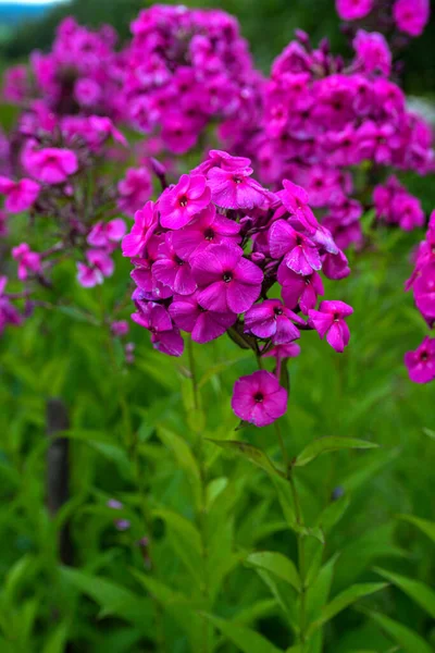 Bunga Phlox Dalam Garden Beautiful Pink Bunga Musim Panas Dari — Stok Foto