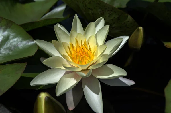 百合花在阳光下绽放 百合花在水面上绽放 百合花在花朵绽放时的特写 欧洲白水仙花 European White Water Lily 又称白水仙花 White — 图库照片
