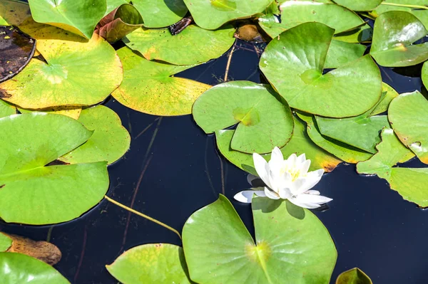 water lilies in the sun.The blossoming water-lily white on a surface.Close-up on blossoming lily. European white water lily or white nenuphar is an aquatic flowering plant in the family Nymphaeaceae