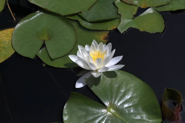 water lilies in the sun.The blossoming water-lily white on a surface.Close-up on blossoming lily. European white water lily or white nenuphar is an aquatic flowering plant in the family Nymphaeaceae