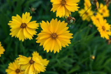 Bahçedeki koreopsis tinctoria çiçeklerini kapat. Sarı merkezli sarı çiçek. Güzel sarı çiçekler. Sarı koreopsis çiçeğinin güzel çiçek arkaplanı..