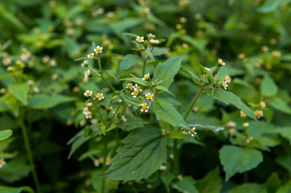Galinsoga parviflora, Galinsoga parviflora 'nın küçük beyaz çiçekleri, diğer adıyla Gallant Soldiers. Güney Amerika 'nın yerlisi artık Avrupa' da yaygın bir bahçe otudur. .