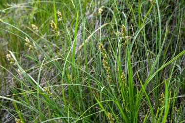 Genellikle nehir ve göllerin kıyısındaki bataklıklarda, bataklıklarda ve bataklıklarda bulunan dikenli sedir (Carex muricata)..