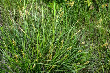 Genellikle nehir ve göllerin kıyısındaki bataklıklarda, bataklıklarda ve bataklıklarda bulunan dikenli sedir (Carex muricata)..