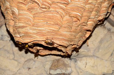 Arı kovanları Vespa yengeç yuvası, yaklaşık 1000 hayvanlık bir nüfusa sahip. Evin çatısının altında kocaman bir eşek arısı yuvası. Arılar yuvanın girişini koruyor..