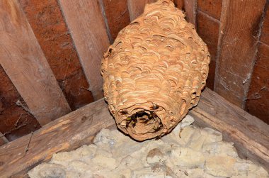 Arı kovanları Vespa yengeç yuvası, yaklaşık 1000 hayvanlık bir nüfusa sahip. Evin çatısının altında kocaman bir eşek arısı yuvası. Arılar yuvanın girişini koruyor..