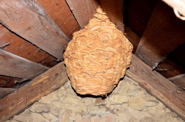 Arı kovanları Vespa yengeç yuvası, yaklaşık 1000 hayvanlık bir nüfusa sahip. Evin çatısının altında kocaman bir eşek arısı yuvası. Arılar yuvanın girişini koruyor..