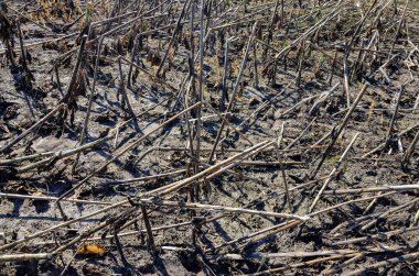 Hasattan sonra ayçiçeği tarlası. Hasattan sonra ayçiçeğiyle birlikte..