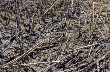 Hasattan sonra ayçiçeği tarlası. Hasattan sonra ayçiçeğiyle birlikte..
