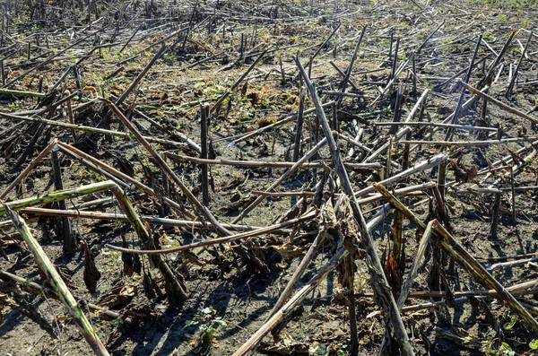 Hasattan sonra ayçiçeği tarlası. Hasattan sonra ayçiçeğiyle birlikte..