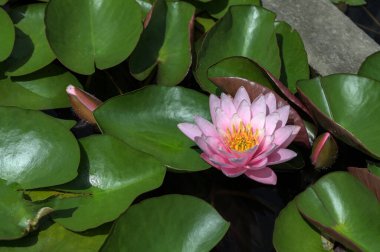 Beautiful pink lotus flower with a green leaf in the pond. A pink lotus water lily blooming on the water, magical spring,summer dreamy background.