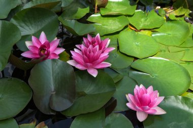 Beautiful pink lotus flower with a green leaf in the pond. A pink lotus water lily blooming on the water, magical spring,summer dreamy background.
