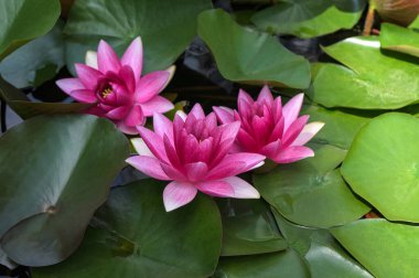 Beautiful pink lotus flower with a green leaf in the pond. A pink lotus water lily blooming on the water, magical spring,summer dreamy background.