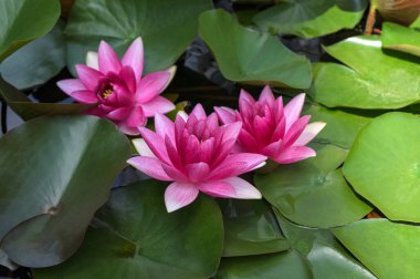 Beautiful pink lotus flower with a green leaf in the pond. A pink lotus water lily blooming on the water, magical spring,summer dreamy background.