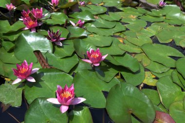 Beautiful pink lotus flower with a green leaf in the pond. A pink lotus water lily blooming on the water, magical spring,summer dreamy background.