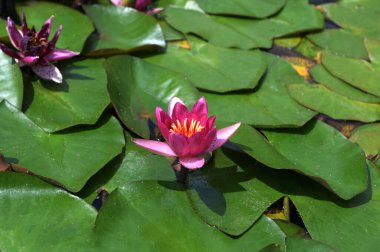 Beautiful pink lotus flower with a green leaf in the pond. A pink lotus water lily blooming on the water, magical spring,summer dreamy background.