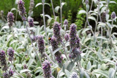 Çiçekler açan Stachys byzantina medikal bitki makro görüntüsü, sığ alan derinliği. Kuzu kulağı olarak da bilinen güzel arazi örtüsü bitkisi Stachys byzantina, Woolly hedgenettle vs..