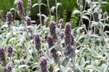 Çiçekler açan Stachys byzantina medikal bitki makro görüntüsü, sığ alan derinliği. Kuzu kulağı olarak da bilinen güzel arazi örtüsü bitkisi Stachys byzantina, Woolly hedgenettle vs..